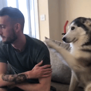 주인님이 너무 좋은 댕댕이들.gif | 인스티즈