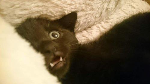 섹스하기전에 고양이 내보내는걸 깜빡했다 | 인스티즈