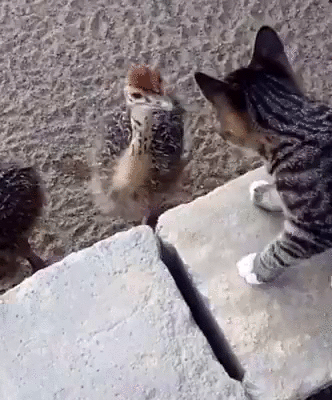 냥이한테 참교육 하는 낙타 | 인스티즈