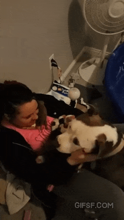 새끼 소개 시키는 어미 댕댕이 | 인스티즈