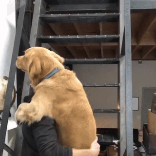 주인님이 너무 좋은 댕댕이들.gif | 인스티즈