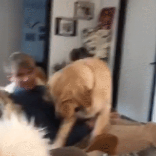 주인님이 너무 좋은 댕댕이들.gif | 인스티즈