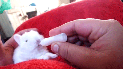 우유먹는 아기토끼 | 인스티즈