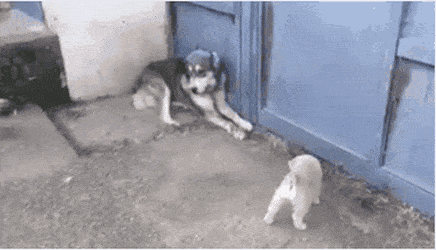 억울한 댕댕이.gif | 인스티즈