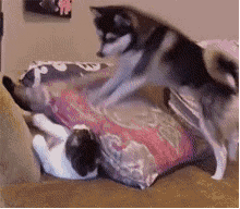 냥아치한테 맞고사는 댕댕이ㅜㅜ | 인스티즈