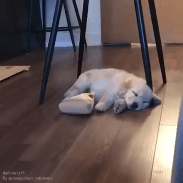 강아지 귀여운 짤 | 인스티즈