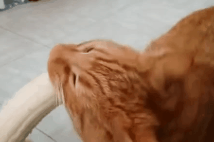 바나나먹는 고양이.gif | 인스티즈