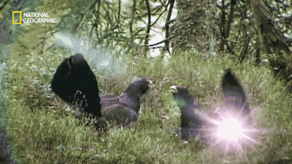 분노조절장애로 목숨 잃는 동물 | 인스티즈