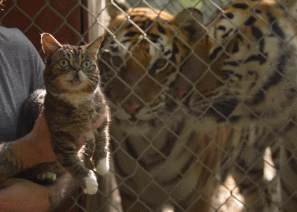 호랑이와의 한판 승부. gif | 인스티즈