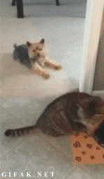 냥아치한테 맞고사는 댕댕이ㅜㅜ | 인스티즈