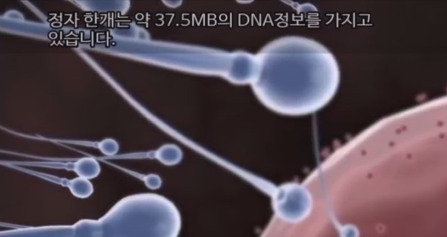 정자 한 개의 정보 | 인스티즈