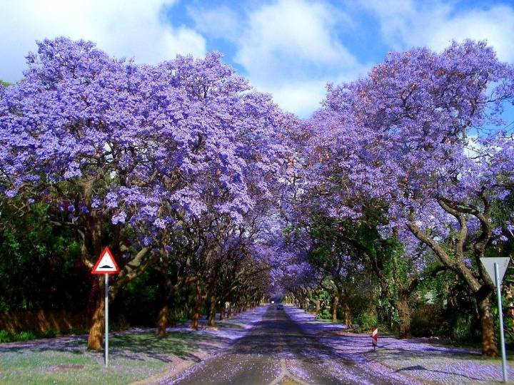 호주의 보라색 벚꽃으로 불리는 자카란다.....jpg | 인스티즈