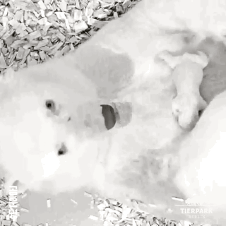 갓 태어난 아기북극곰 | 인스티즈