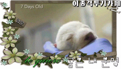 갓 태어난 아기북극곰 | 인스티즈