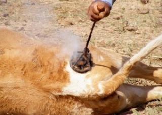 손에 장을 지진다란 뜻 | 인스티즈