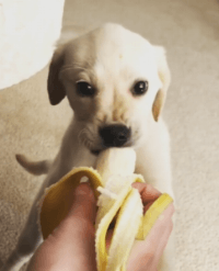 바나나먹는 댕댕이.GIF | 인스티즈