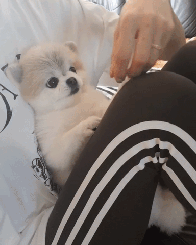 배가 간지러운 강아지.GIF | 인스티즈