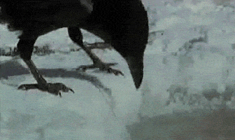 물고기 잡아먹는 까마귀.gif | 인스티즈