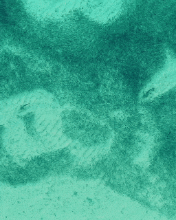 상어를 피하는 물고기떼.gif | 인스티즈