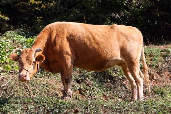 세계적으로 유명한 채식주의자들.jpg | 인스티즈