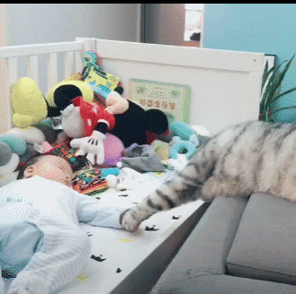 아기집사와 고양이 | 인스티즈