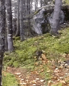 아무도 없을때의 숲속.GIF | 인스티즈