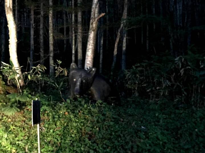 홋카이도 산케베츠 불곰 습격사건 복원지를 알아보자 | 인스티즈
