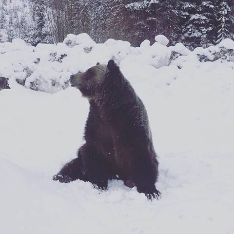 잠 못 이루는 곰돌이들 | 인스티즈