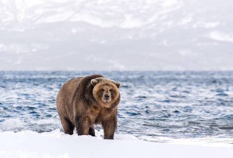 잠 못 이루는 곰돌이들 | 인스티즈