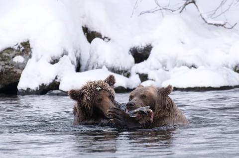 잠 못 이루는 곰돌이들 | 인스티즈