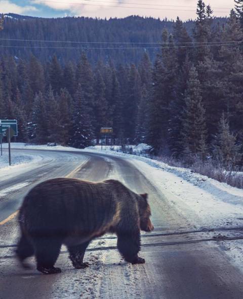잠 못 이루는 곰돌이들 | 인스티즈