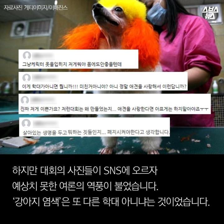 강아지가 도화지야? | 인스티즈