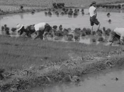 1960년대 대한민국 국민들의 생활 모습.gif | 인스티즈