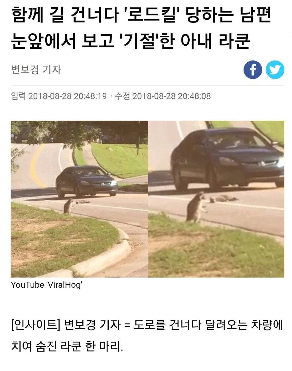 교통사고로 남편 잃어 슬퍼하는 라쿤 | 인스티즈