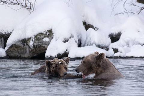 잠 못 이루는 곰돌이들 | 인스티즈