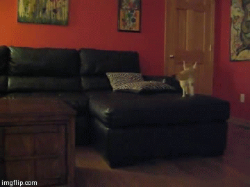 사막여우를 집에서 키운다면...gif | 인스티즈