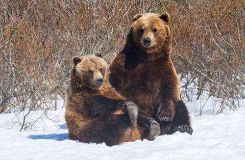 잠 못 이루는 곰돌이들 | 인스티즈