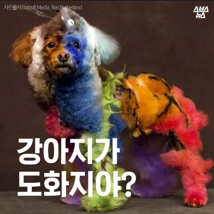 강아지가 도화지야? | 인스티즈