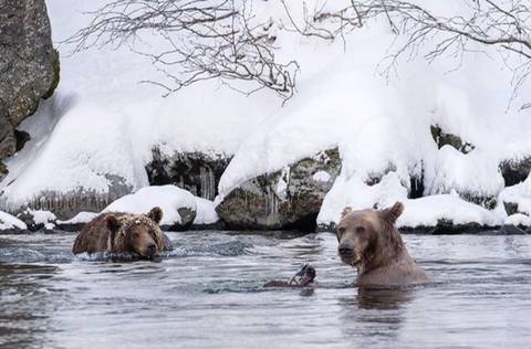 잠 못 이루는 곰돌이들 | 인스티즈