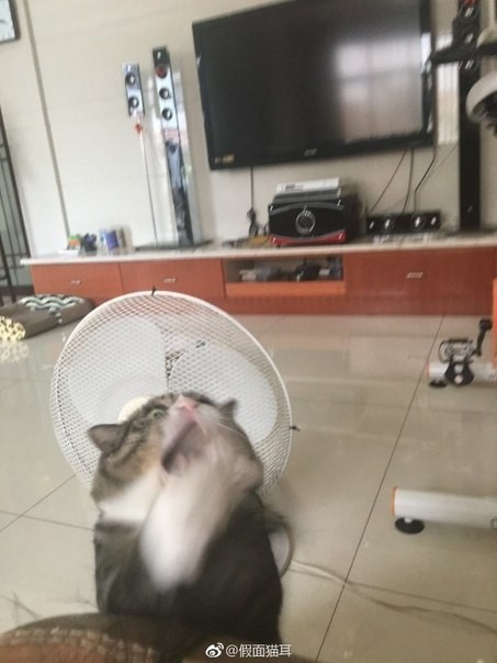 쇼파에 미끄러진 고양이 | 인스티즈