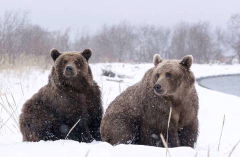 잠 못 이루는 곰돌이들 | 인스티즈