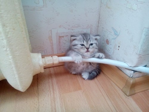 아깽이의 매력에 빠져보아요 | 인스티즈