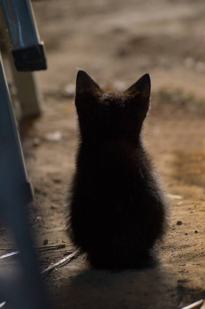아깽이의 매력에 빠져보아요 | 인스티즈