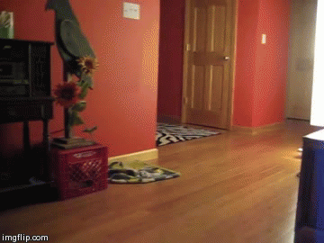 사막여우를 집에서 키운다면...gif | 인스티즈