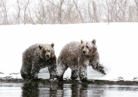 잠 못 이루는 곰돌이들 | 인스티즈
