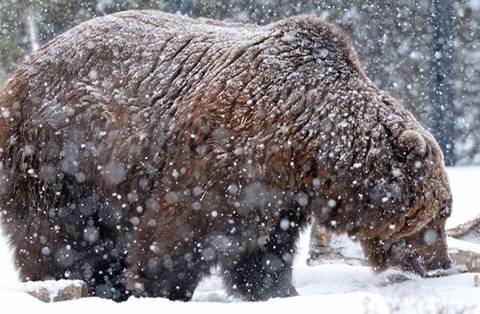 잠 못 이루는 곰돌이들 | 인스티즈