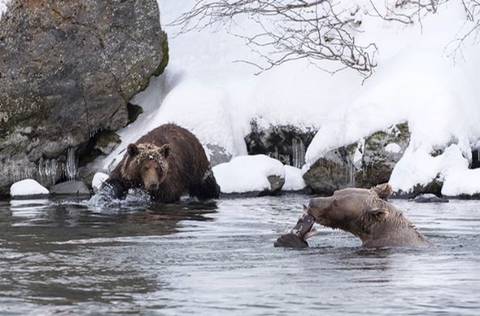 잠 못 이루는 곰돌이들 | 인스티즈