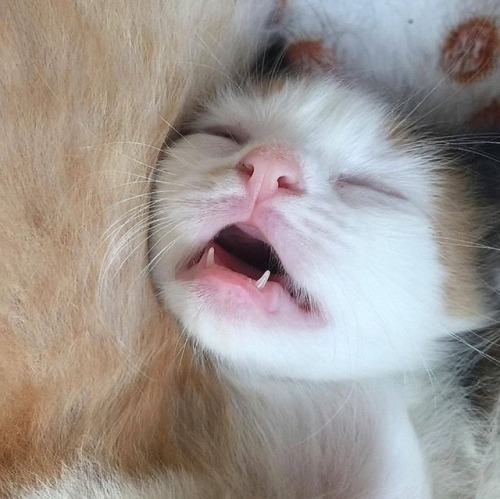 아깽이의 매력에 빠져보아요 | 인스티즈