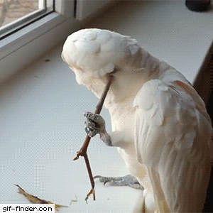 앵무새가 가려움을 해결하는 방법 | 인스티즈