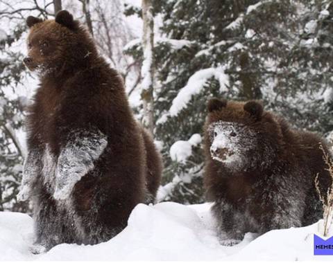 잠 못 이루는 곰돌이들 | 인스티즈